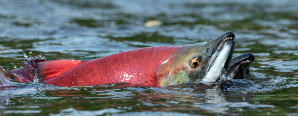 Research review says fish farms ‘minimal threat’ to wild salmon