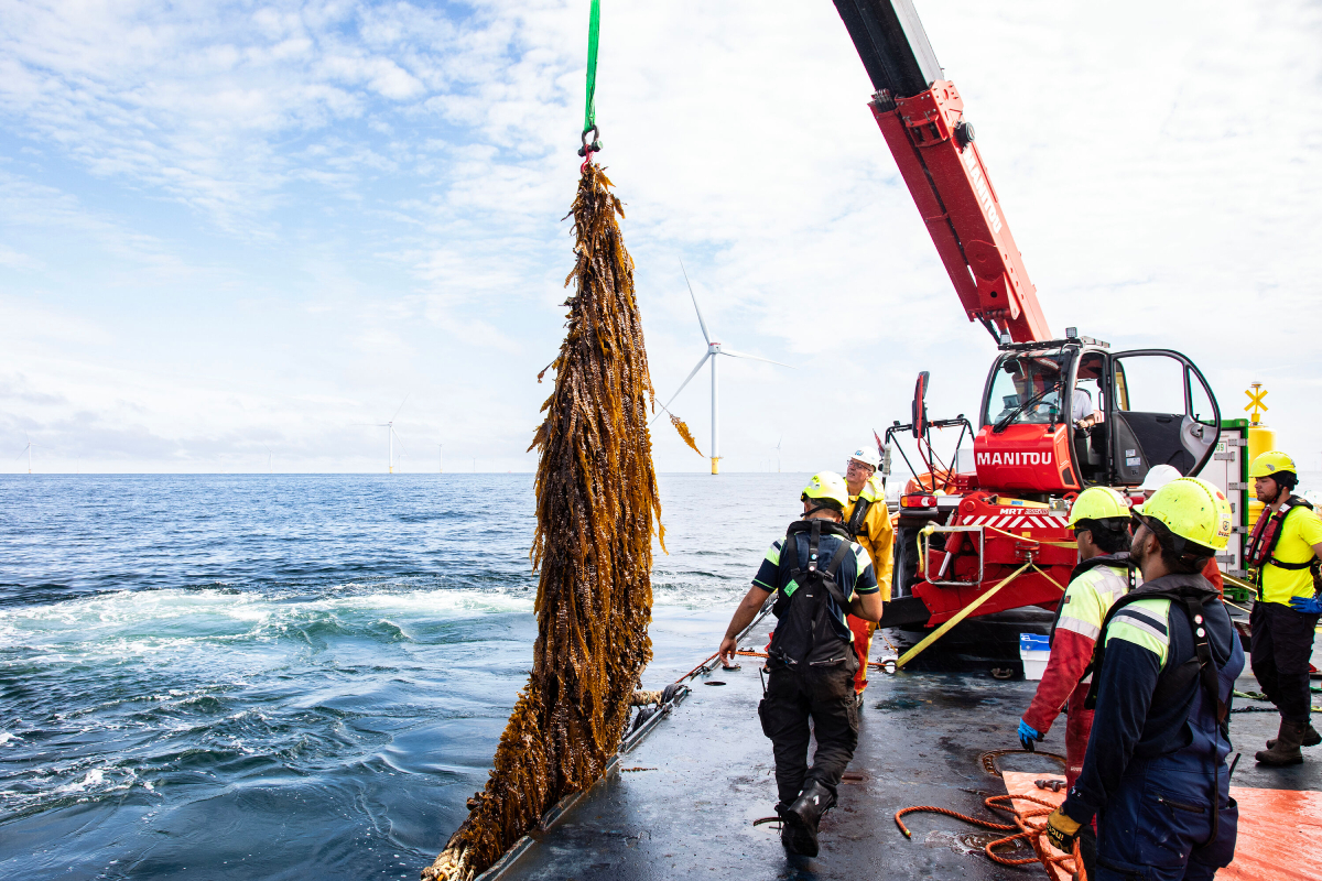 NorthSeaSeaweed Amazon photo KLOET 20250715