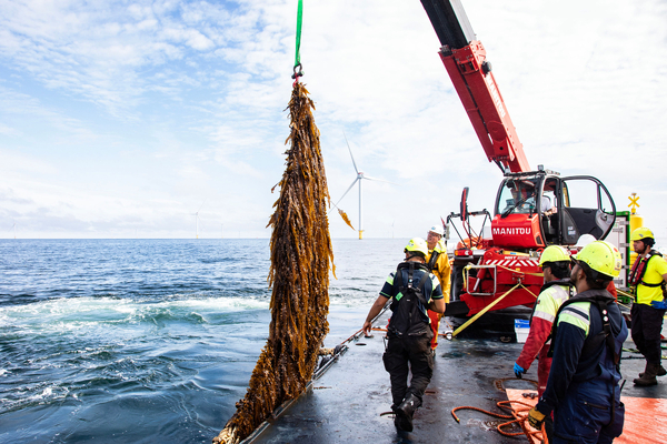 North Sea seaweed farm completes first harvest