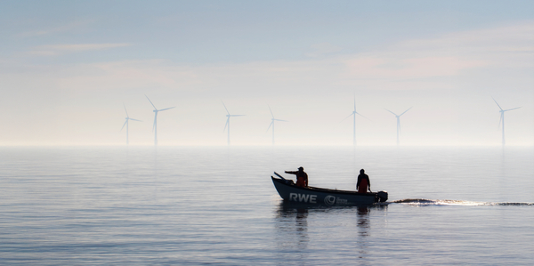 Restoration project uses wind farm for a native oyster reef