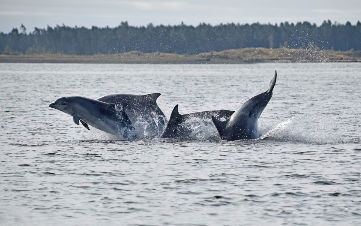 dolphins AdobeStock 1521424386 20250715