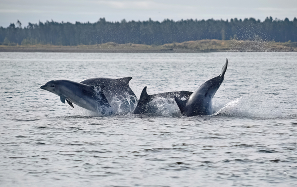 Sound argument: seismic testing and salmon