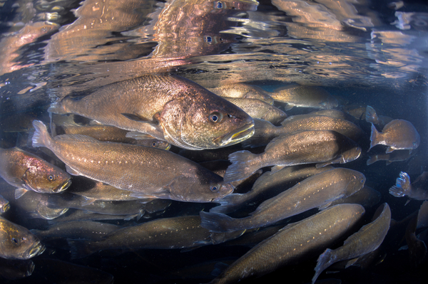 Not so meagre: farming Argyrosomus regius