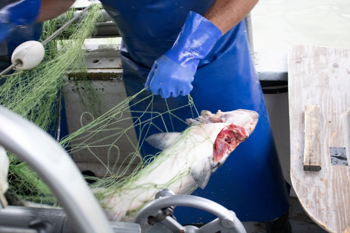 seal bite TAST 20250716