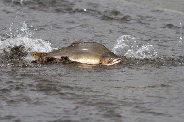 Thousands of humpback salmon taken from Norwegian rivers