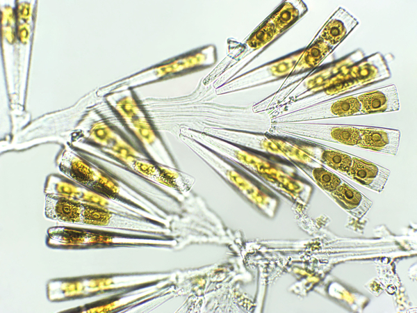 Algal blooms: a growing threat