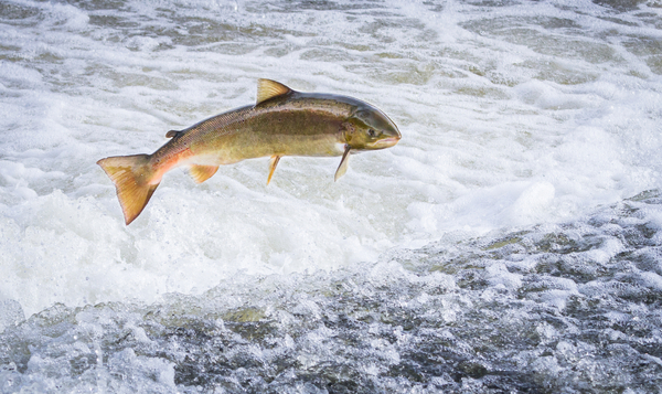 Wild salmon: assessing infection risk