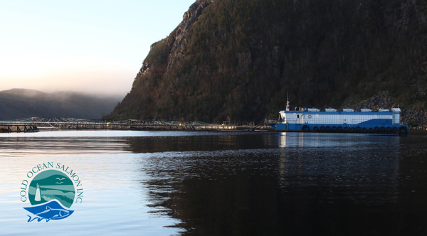 More mass salmon deaths reported in Newfoundland