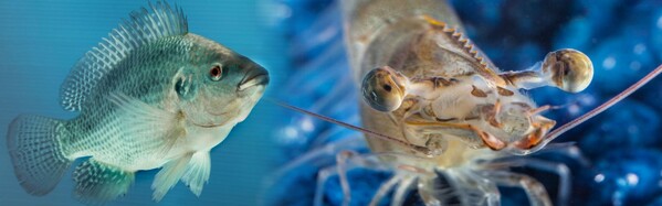 PAQ-Protex - A proven, natural solution for improved gut health in shrimp and fish