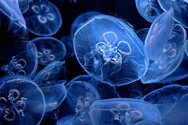Stinging jellyfish are back - but no fish farm alarm yet