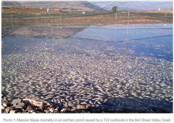 Tilapia Lake Virus (TiLV) Understanding its Epidemiology, Clinical Signs, Diagnosis, and Prevention