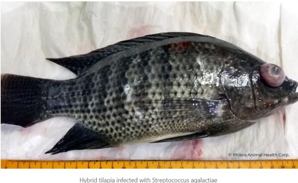 How to recognize and counter Streptococcus outbreaks in aquaculture