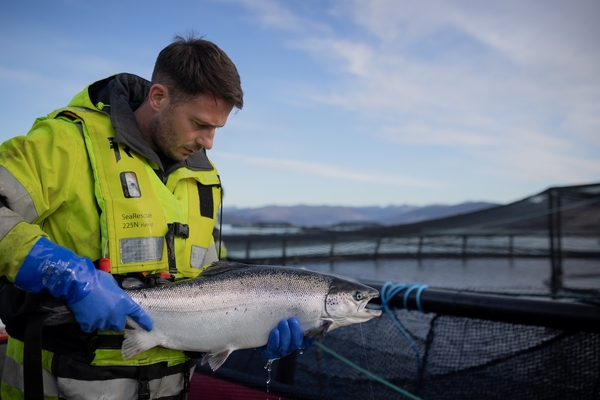 Scottish salmon survival best on record