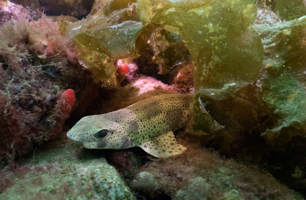 Mowi says Loch Hourn images show salmon farms can co-exist with marine diversity
