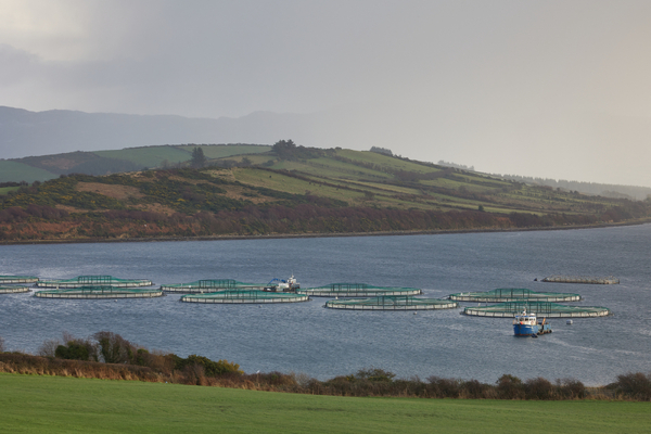 Irish salmon powers ahead