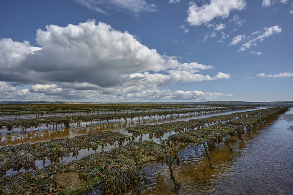 Irish seafood producers invited to apply for state funding