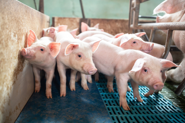 Fast track to better breeding