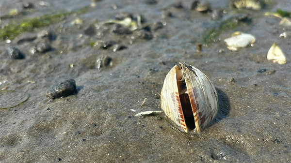 Scientists make breakthrough with rapid test for clam cancer