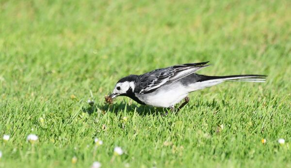 Signs of a successful breeding season in July
