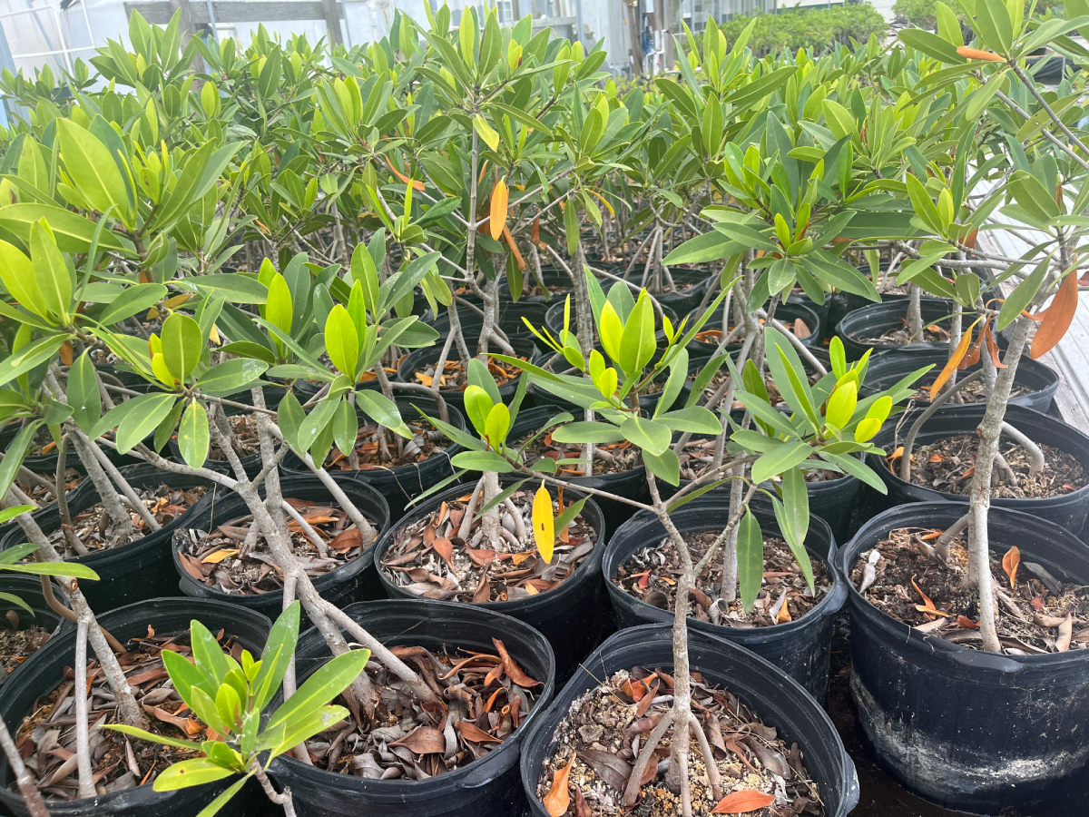 Pine Island Redfish mangroves 8817 20250819