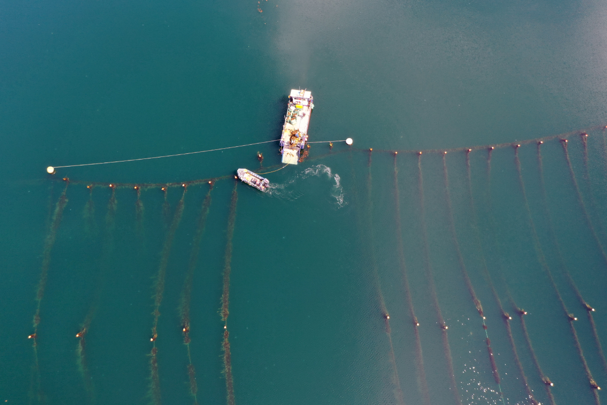 SAMS seaweed farm 0168 20250819