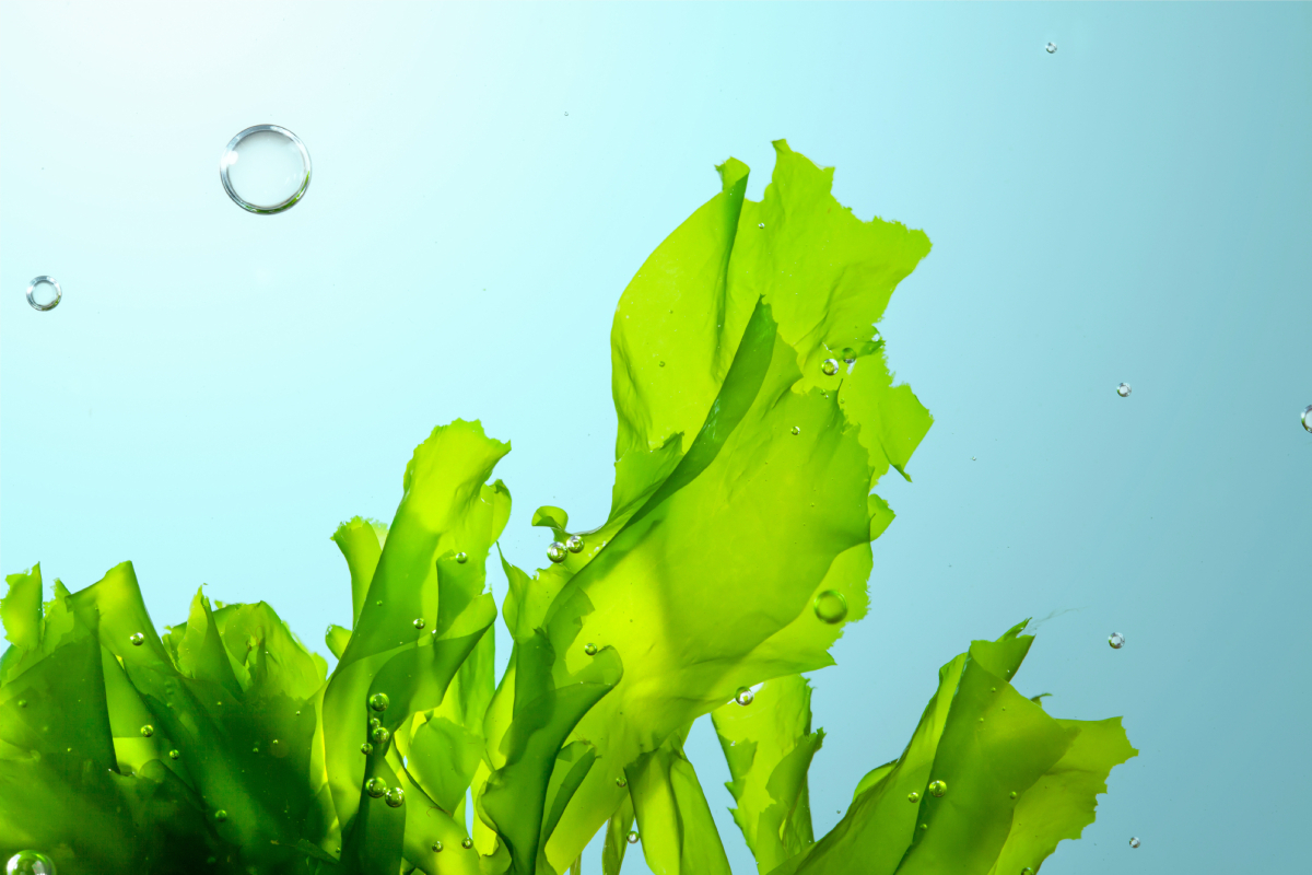 Ulva seaweed AdobeStock 558359510 20250819