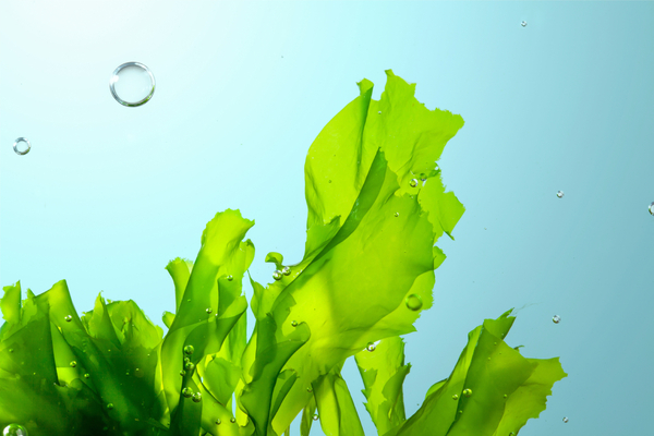 Can seaweeds be part of the diet for salmonids?