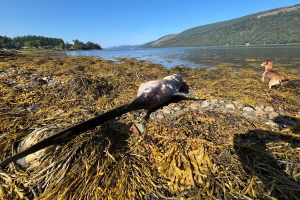 Rare swordfish washes up on Loch Fyne shore &ndash; the third ever recorded in Scotland