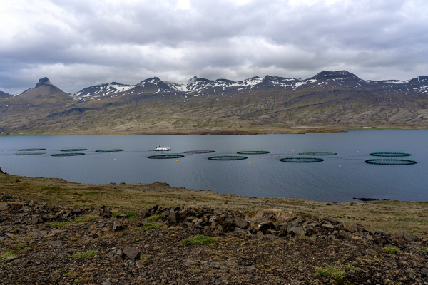 Iceland’s salmon exporters fear tariff differences will mean higher retail prices
