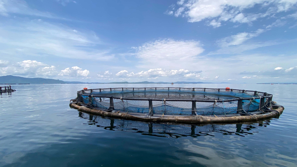 Ghana project applies genetic testing to find tilapia pathogens