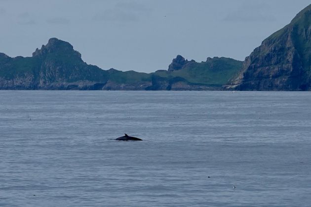 Footage captures rare whale lunge feeding