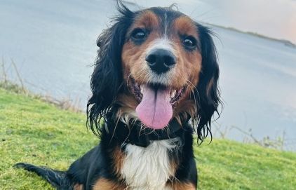 Outer Hebrides Drug and Alcohol Partnership-funded Dog Viv helped execute warrants at two addresses in Castlebay where cocaine worth an estimated value of &pound;10,000 and &pound;2,085 in cash were recovered. Photograph: Police Scotland&nbsp;