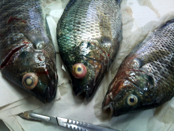 Tilapia Lake Virus