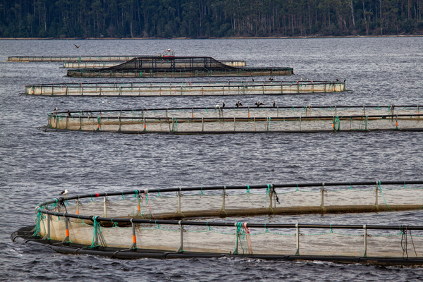 Tasmania calls halt to salmon farming expansion
