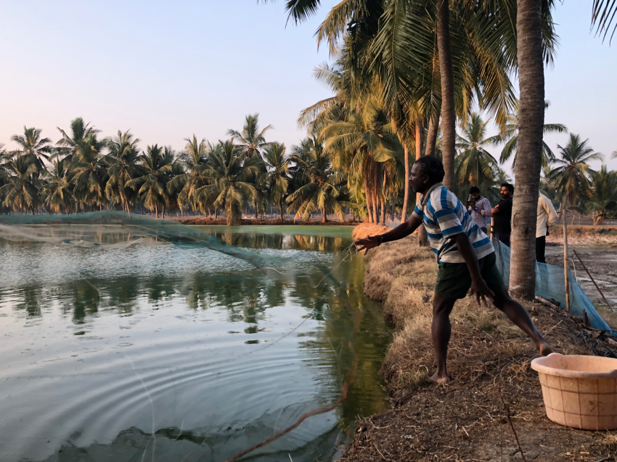 shrimp farm India SFP ASC 20250827