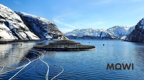 Mowi confirms scale of Newfoundland losses