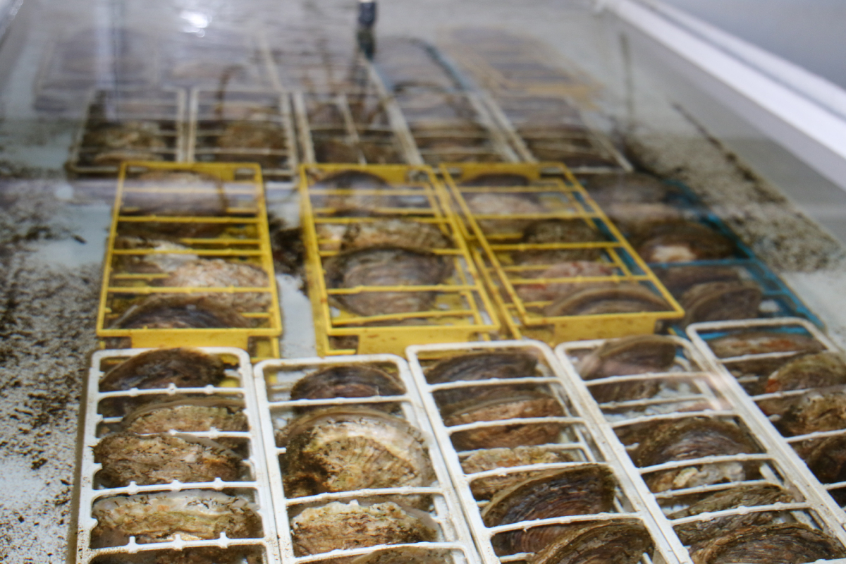 Oyster Heaven hatchery 20250905