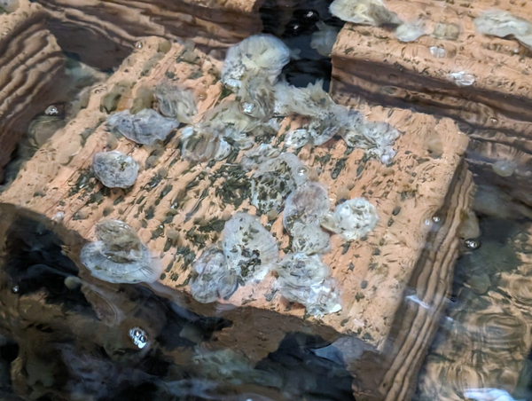 Plans unveiled for UK’s largest oyster reef restoration project