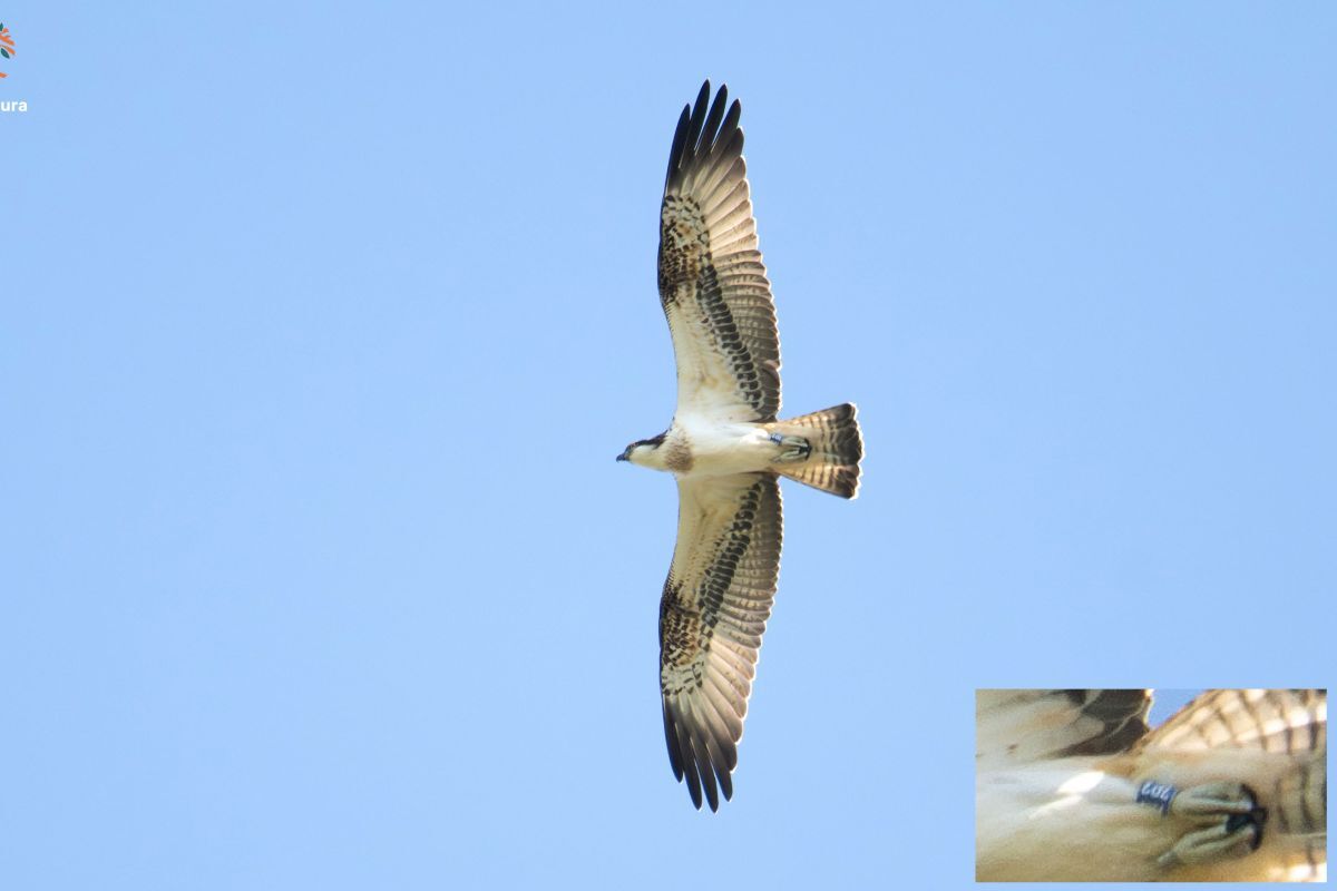 Lochaber osprey spotted in Spain making quick work of migration