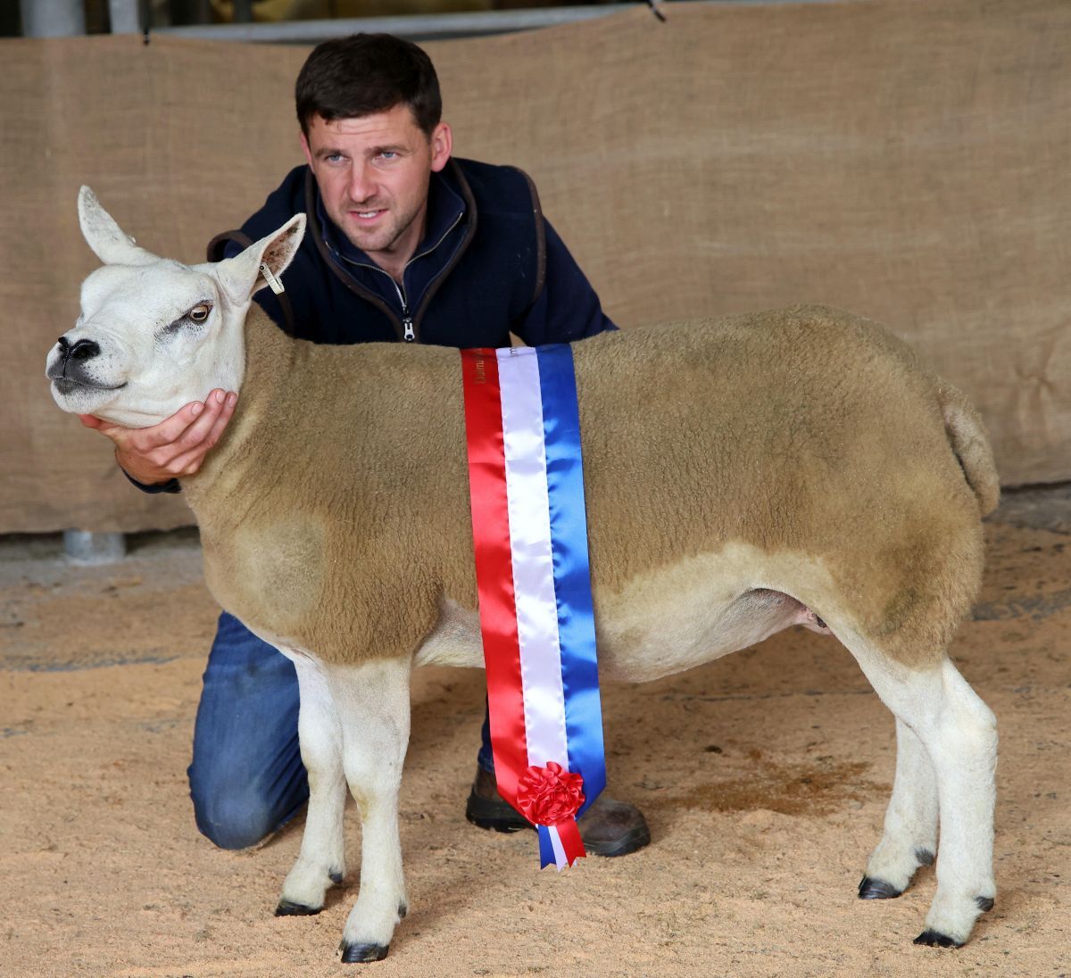 Dalmally Show champion sheep overall 1 crop texel ewe homebred with Fulton Ronald. Photograph: Kevin McGlynn