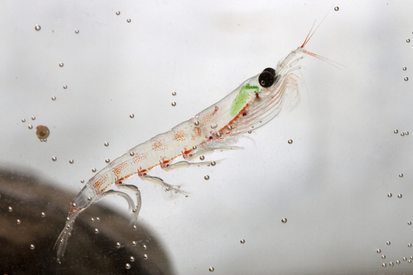 Krill meal supports salmon survival and growth in critical transfer phase, study finds