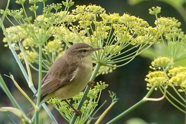 Expect the unexpected: peak migration season set to start