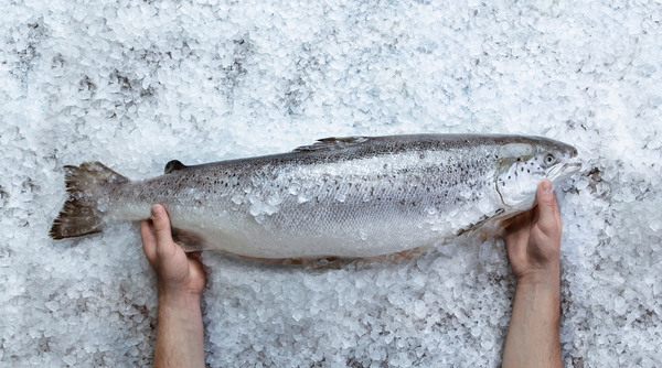 Salmon sales to China soaring - new report