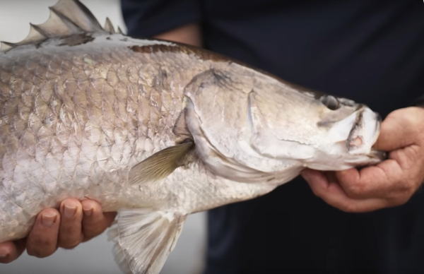 ‘All in on barramundi’