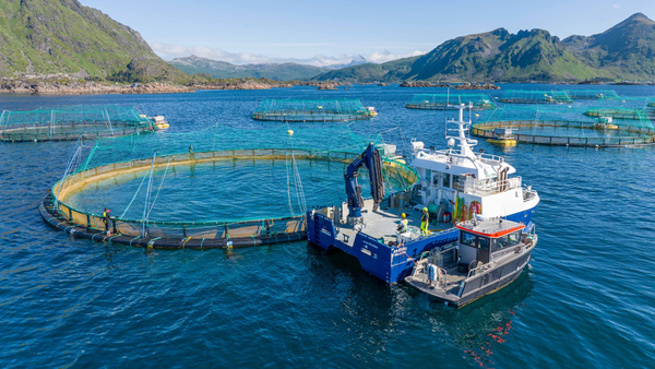 Norwegian companies hit by escape and possible ISA outbreak