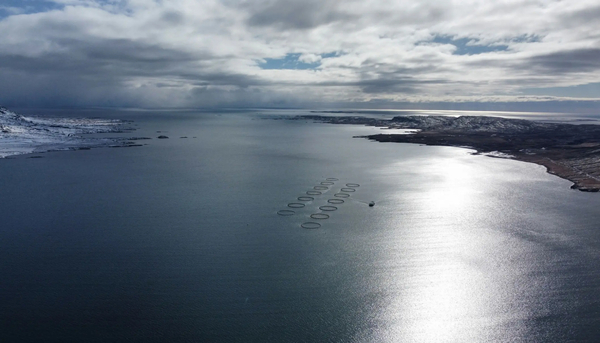 Iceland salmon farmer wins ASC certificates for two more sites