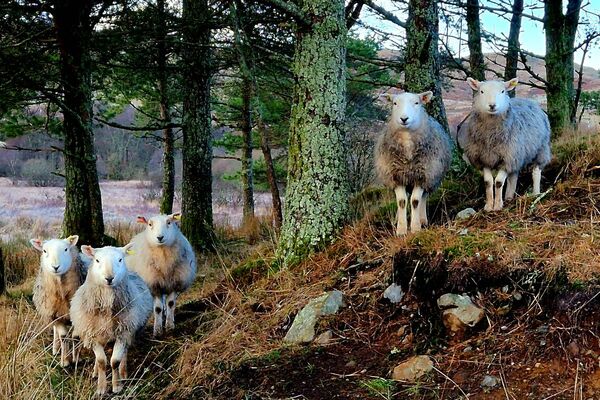 Sheep with dirty knees take the prize in Loch Awe competition