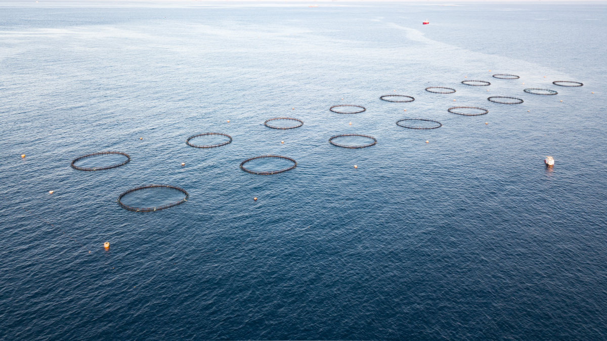 fish farm sea AdobeStock 492006810 20250922