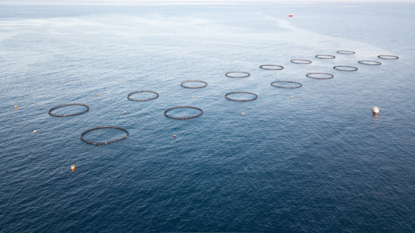 US authorities identify 13 potential aquaculture zones
