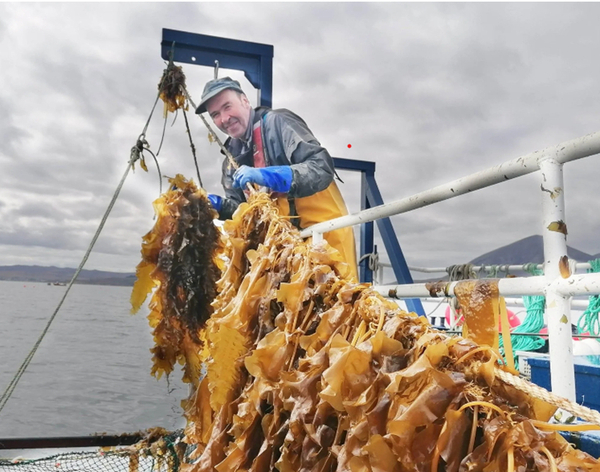 Project hailed as ‘step change’ for kelp industry